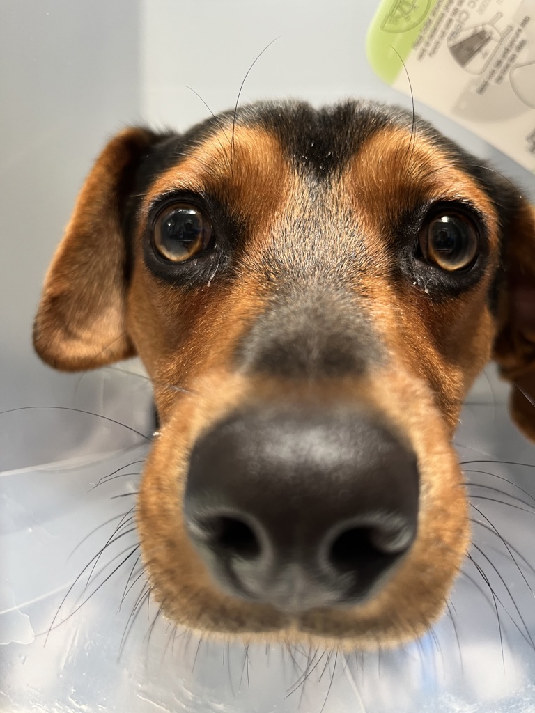 Shelter Stray Male Dog last seen Near Denby, San Diego, CA, 92102, 5500 Gaines St, San Diego, CA 92110, USA
