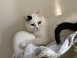 Lost Female Cat last seen Near Longleaf Drive, Seven Lakes, NC 27376