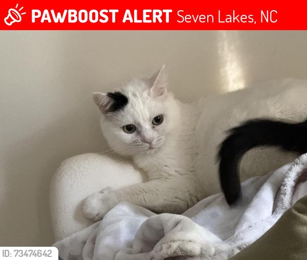 Lost Female Cat last seen Near Longleaf Drive, Seven Lakes, NC 27376