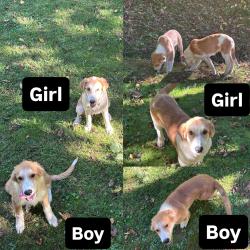 Found/Stray Unknown Dog last seen Beech Creek Rd, Light Hollow Rd, TN 37659