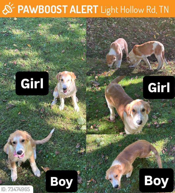 Found/Stray Unknown Dog last seen Beech Creek Rd, Light Hollow Rd, TN 37659