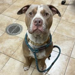 Shelter Stray Male Dog last seen NE 31st pl/Fremont st, OR, 1700 W Historic Columbia River Hwy, Troutdale, OR 97060, USA