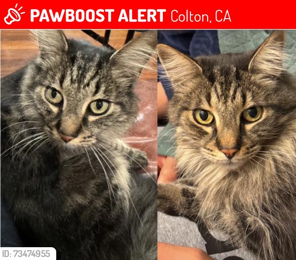 Lost Male Cat last seen Cindee Lane, Colton, CA 92324