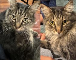Lost Male Cat last seen Cindee Lane, Colton, CA 92324