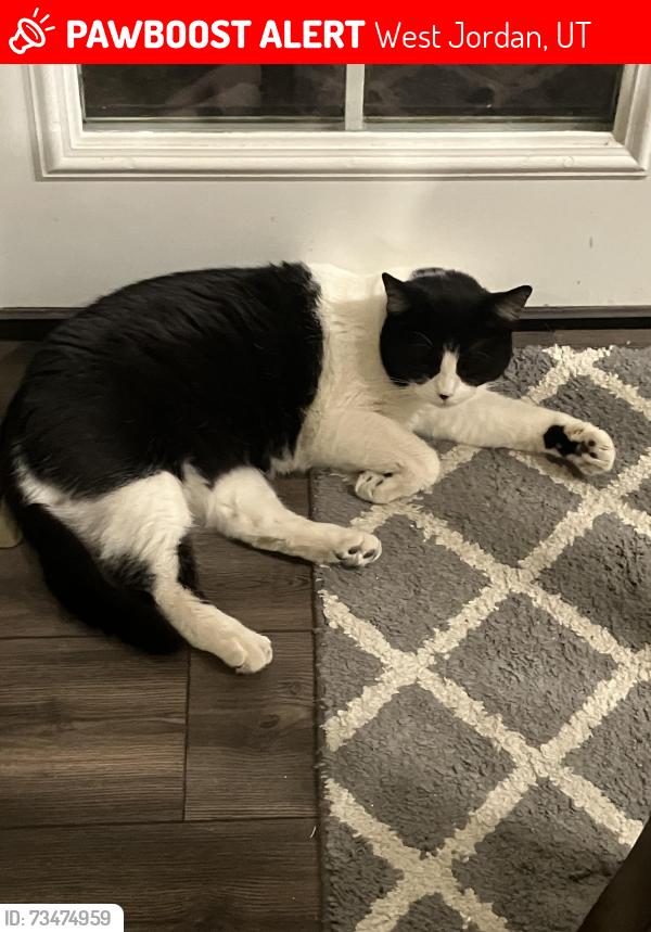 Lost Female Cat last seen Near W 7000 S, West Jordan, UT 84081