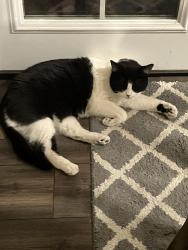 Lost Female Cat last seen Near W 7000 S, West Jordan, UT 84081