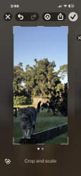 Lost Female Cat last seen sheridian hendricks, Jacksonville, FL 32207