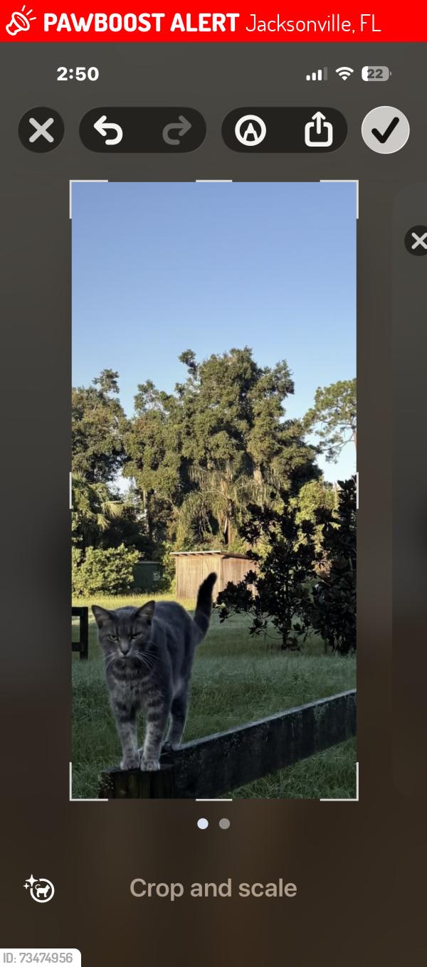 Lost Female Cat last seen sheridian hendricks, Jacksonville, FL 32207