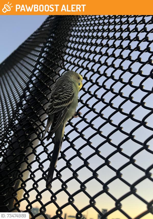 Found/Stray Female Bird last seen Cambridge/somerville community path bridge, Middlesex County, MA 02145