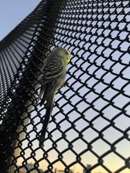 Found/Stray Female Bird last seen Cambridge/somerville community path bridge, Middlesex County, MA 02145