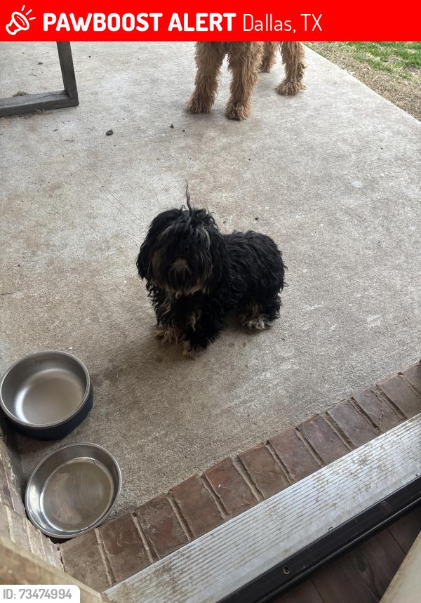 Lost Female Dog last seen Near Songwood Dr, Dallas, TX 75241