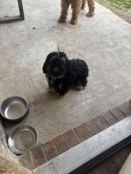 Lost Female Dog last seen Near Songwood Dr, Dallas, TX 75241