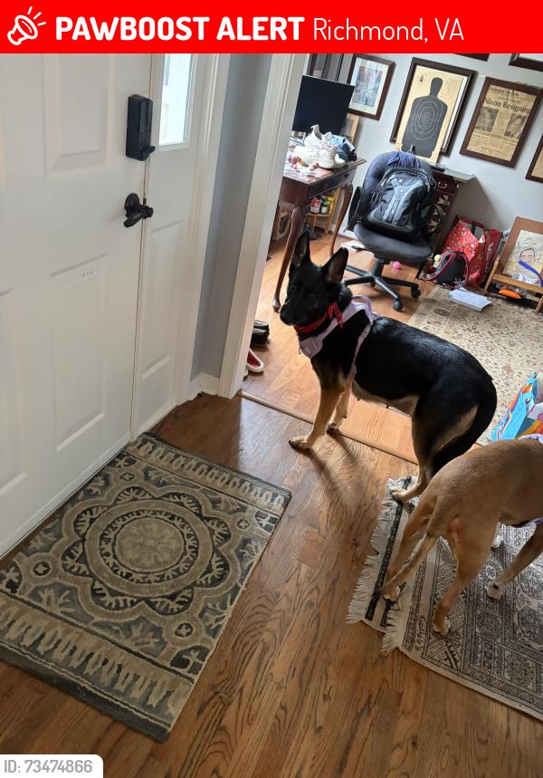 Lost Female Dog last seen Tomlynn & Westwood Ave, Richmond, VA 23230