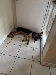 Lost Male Dog last seen Atlantic, Maywood, CA 90270