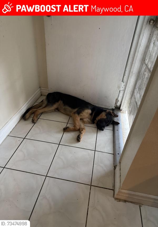 Lost Male Dog last seen Atlantic, Maywood, CA 90270