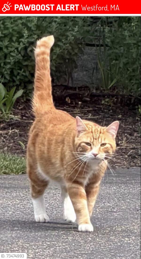 Lost Male Cat last seen Stonybrook lane, Westford, Westford, MA 01886