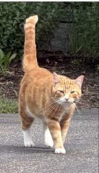 Lost Male Cat last seen Stonybrook lane, Westford, Westford, MA 01886