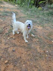 Found/Stray Female Dog last seen Bear Wallow Road, Sequatchie County, TN 37327