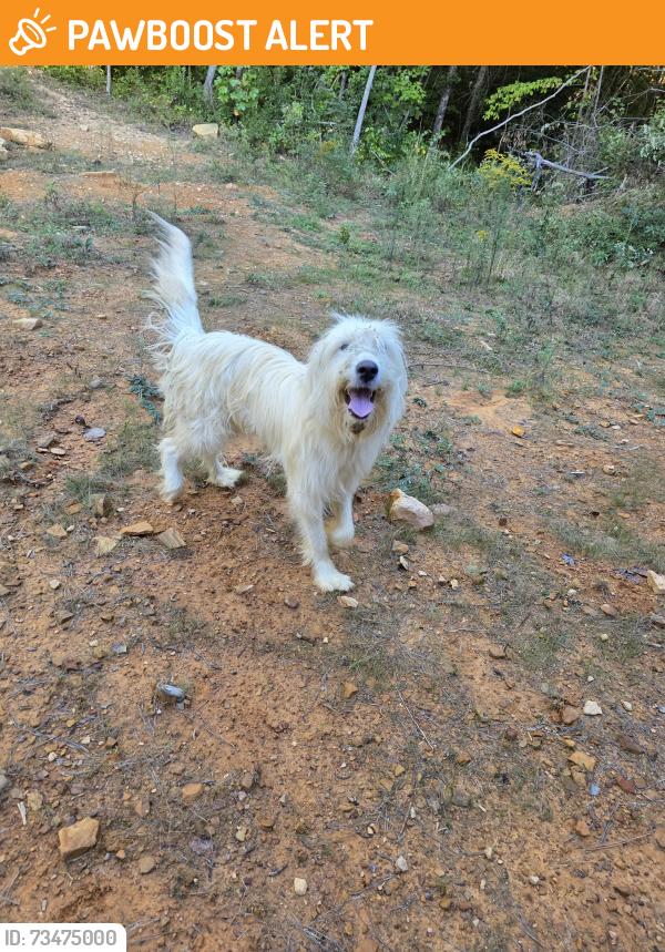 Found/Stray Female Dog last seen Bear Wallow Road, Sequatchie County, TN 37327