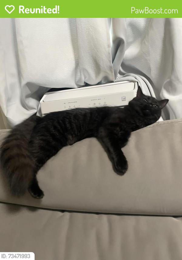 Reunited Female Cat last seen Pembroke, Bethlehem, PA 18017