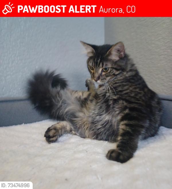 Lost Male Cat last seen Gartrell and Arapahoe, Aurora, CO 80016