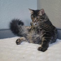 Lost Male Cat last seen Gartrell and Arapahoe, Aurora, CO 80016