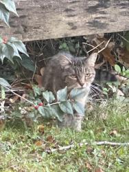 Found/Stray Unknown Cat last seen Africa and Sharelane, Westerville, OH 43082