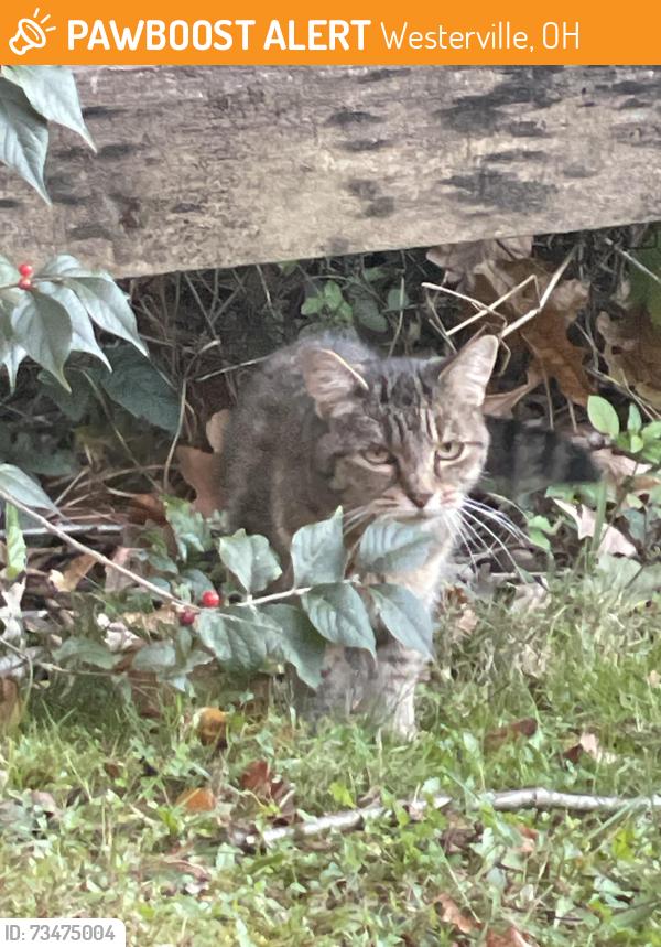 Found/Stray Unknown Cat last seen Africa and Sharelane, Westerville, OH 43082