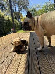 Reunited Female Dog last seen Belmore street and Milne road Mont Albert north, Mont Albert North, VIC 3129