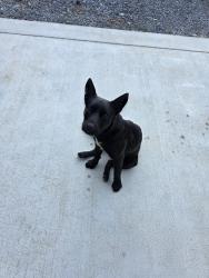 Found/Stray Male Dog last seen Bear Wallow Road, Sequatchie County, TN 37327