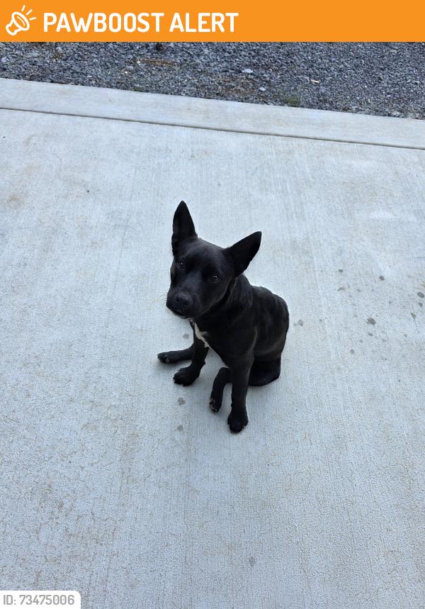 Found/Stray Male Dog last seen Bear Wallow Road, Sequatchie County, TN 37327