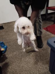 Reunited Female Dog last seen West prep middle school lake mead and tonopah, Las Vegas, NV 89032