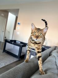 Lost Female Cat last seen 45th, Lancaster, CA 93536