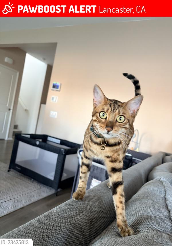 Lost Female Cat last seen 45th, Lancaster, CA 93536