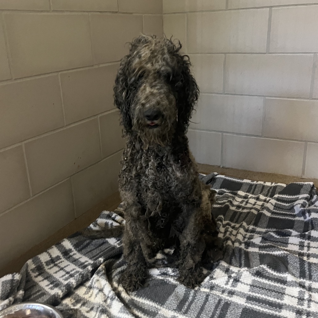 Shelter Stray Male Dog last seen , 4500 N Access Rd, Chattanooga, TN 37415, USA