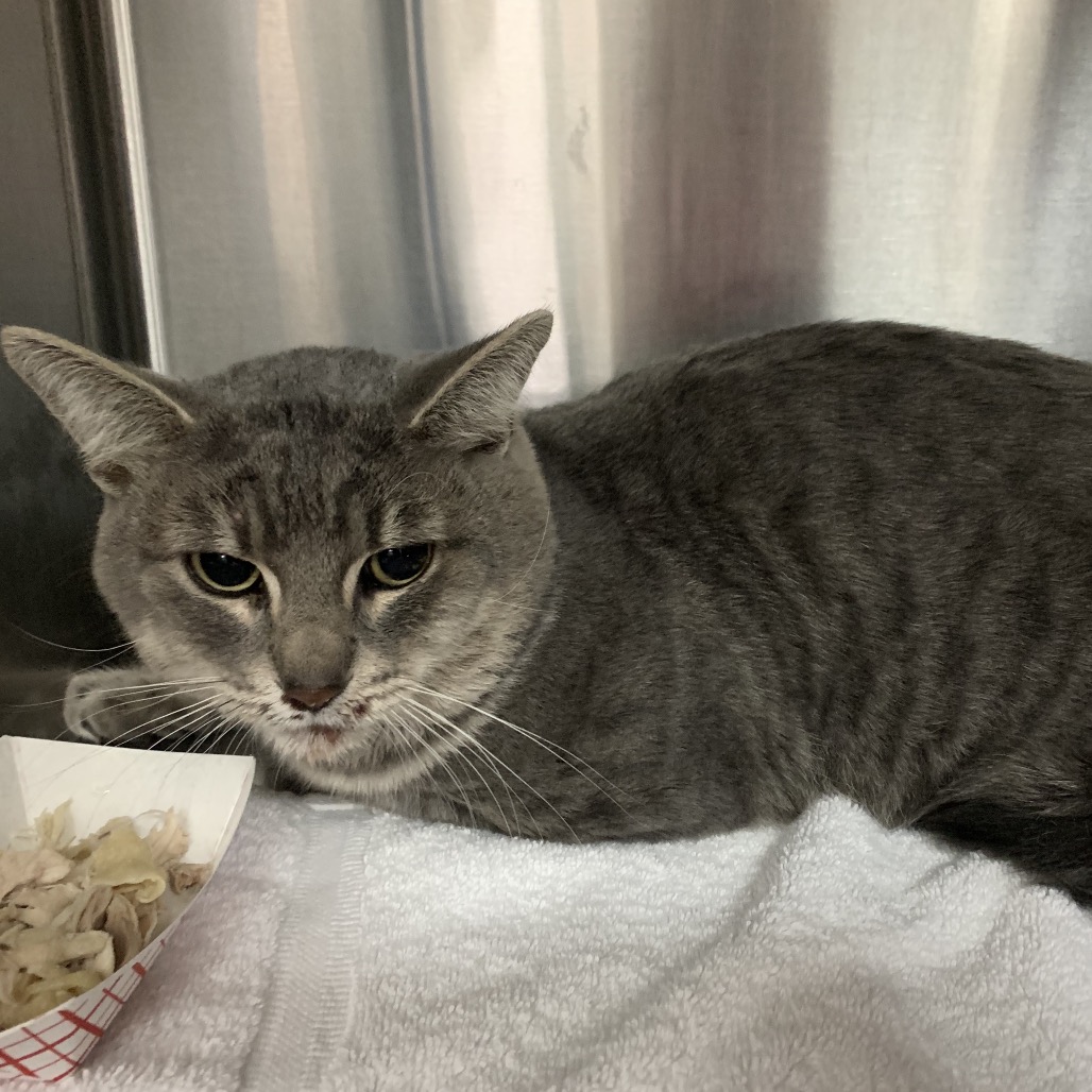 Shelter Stray Male Cat last seen , 361 S Raymond Ave, Pasadena, CA 91105, USA