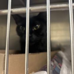 Shelter Stray Male Cat last seen , Animal Care & Control Team of Philly, 111 W Hunting Park Ave, Philadelphia, PA 19140, USA