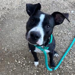 Shelter Stray Male Dog last seen , Animal Care & Control Team of Philly, 111 W Hunting Park Ave, Philadelphia, PA 19140, USA