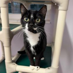 Shelter Stray Female Cat last seen , 8020 Washington St, Port Richey, FL 34668, USA