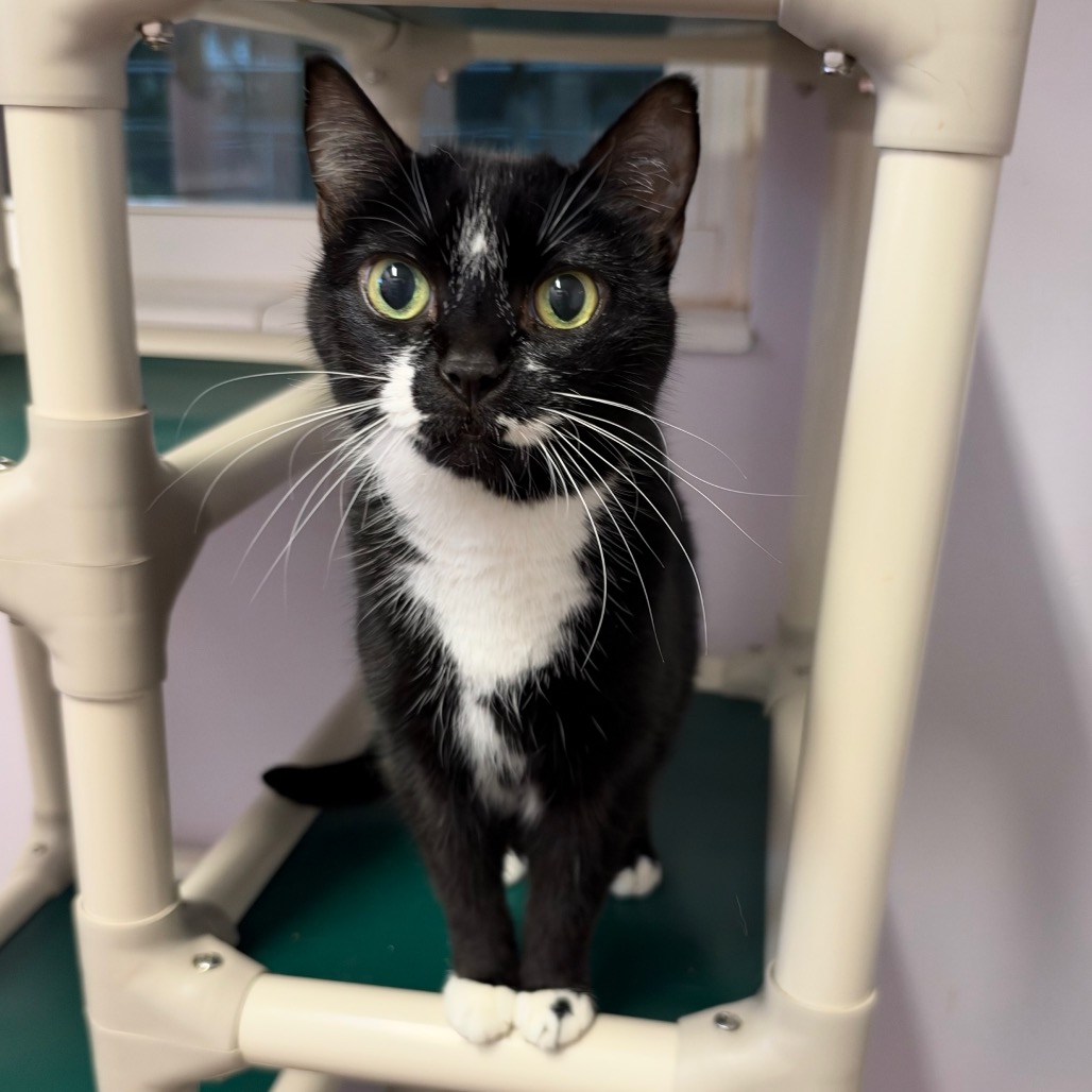 Shelter Stray Female Cat last seen , 8020 Washington St, Port Richey, FL 34668, USA