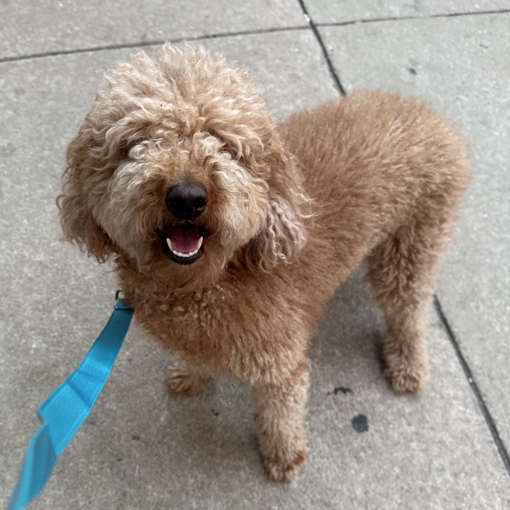 Shelter Stray Female Dog last seen , Animal Care & Control Team of Philly, 111 W Hunting Park Ave, Philadelphia, PA 19140, USA