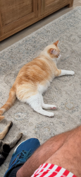 Reunited Male Cat last seen 14th street, St. Petersburg, FL 33703
