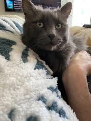 Lost Male Cat last seen Park place, Dayton, OR 97114