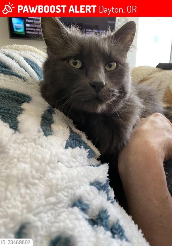 Lost Male Cat last seen Park place, Dayton, OR 97114