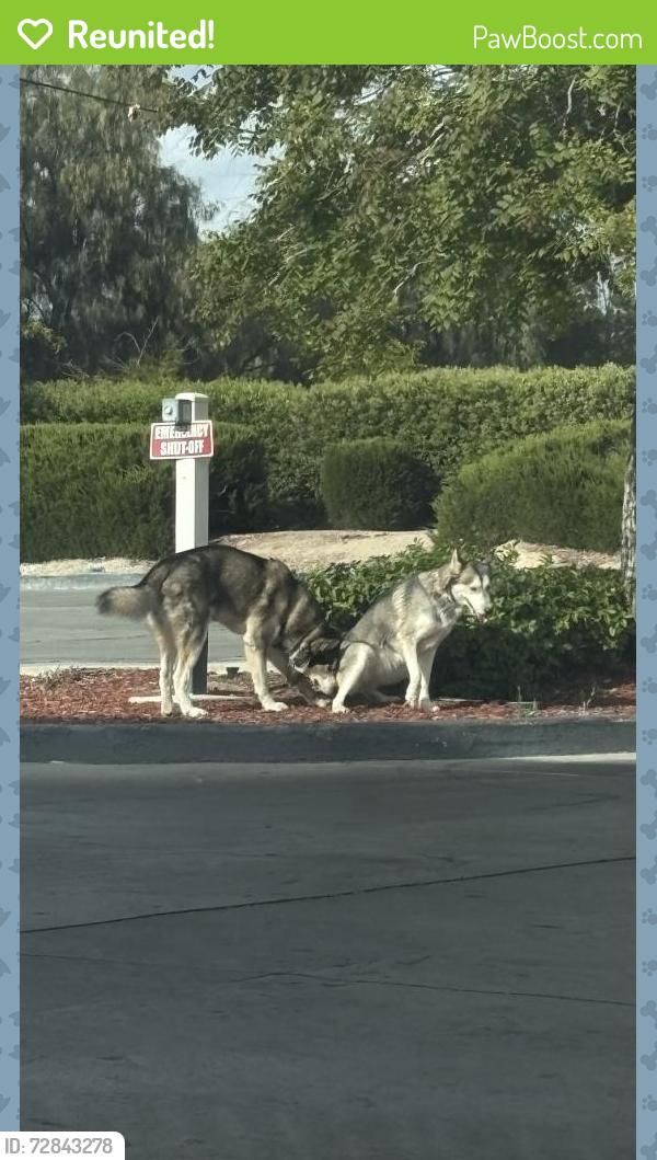 Reunited Male Dog last seen S off 20th st west and avenue j-8, Lancaster, CA 93534