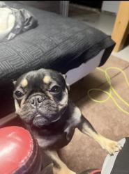 Lost Female Dog last seen Gratiot ave, Detroit, MI 48205