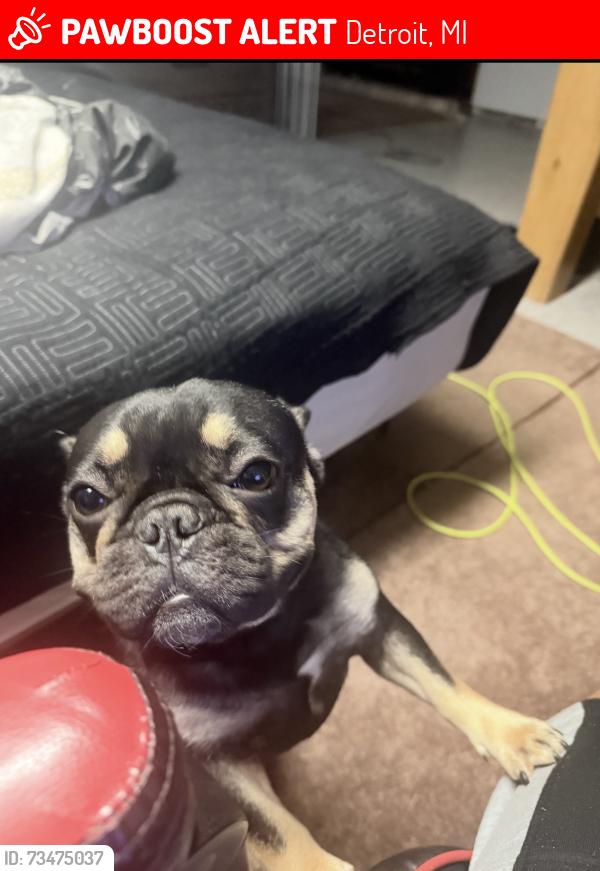 Lost Female Dog last seen Gratiot ave, Detroit, MI 48205