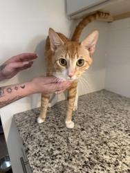 Reunited Male Cat last seen Mallory Street, Nashville, TN 37203