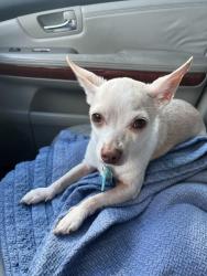 Reunited Female Dog last seen McCallum High School, Austin, TX 78756