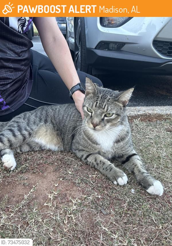 Found/Stray Unknown Cat last seen The Villages of Madison Towne Center, Madison, AL 35758